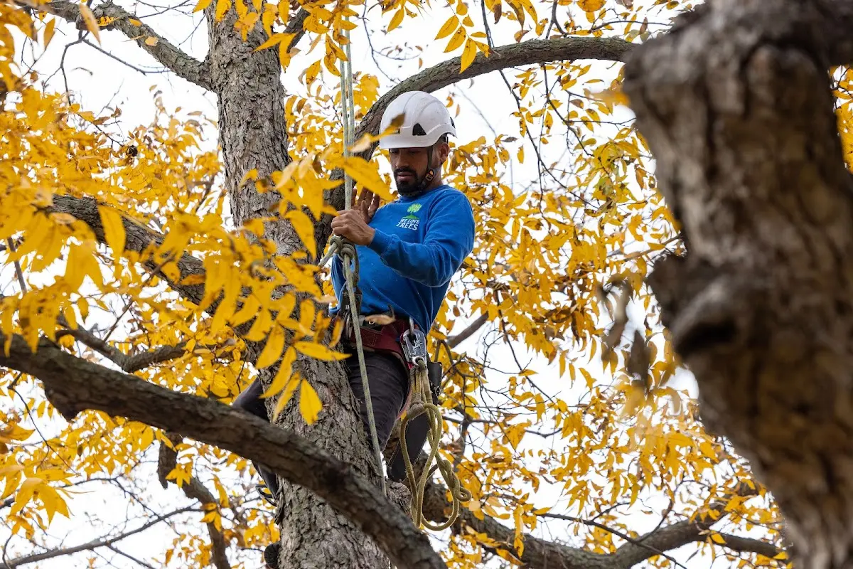 Skilled Dead Tree Removal crew working in Milliken